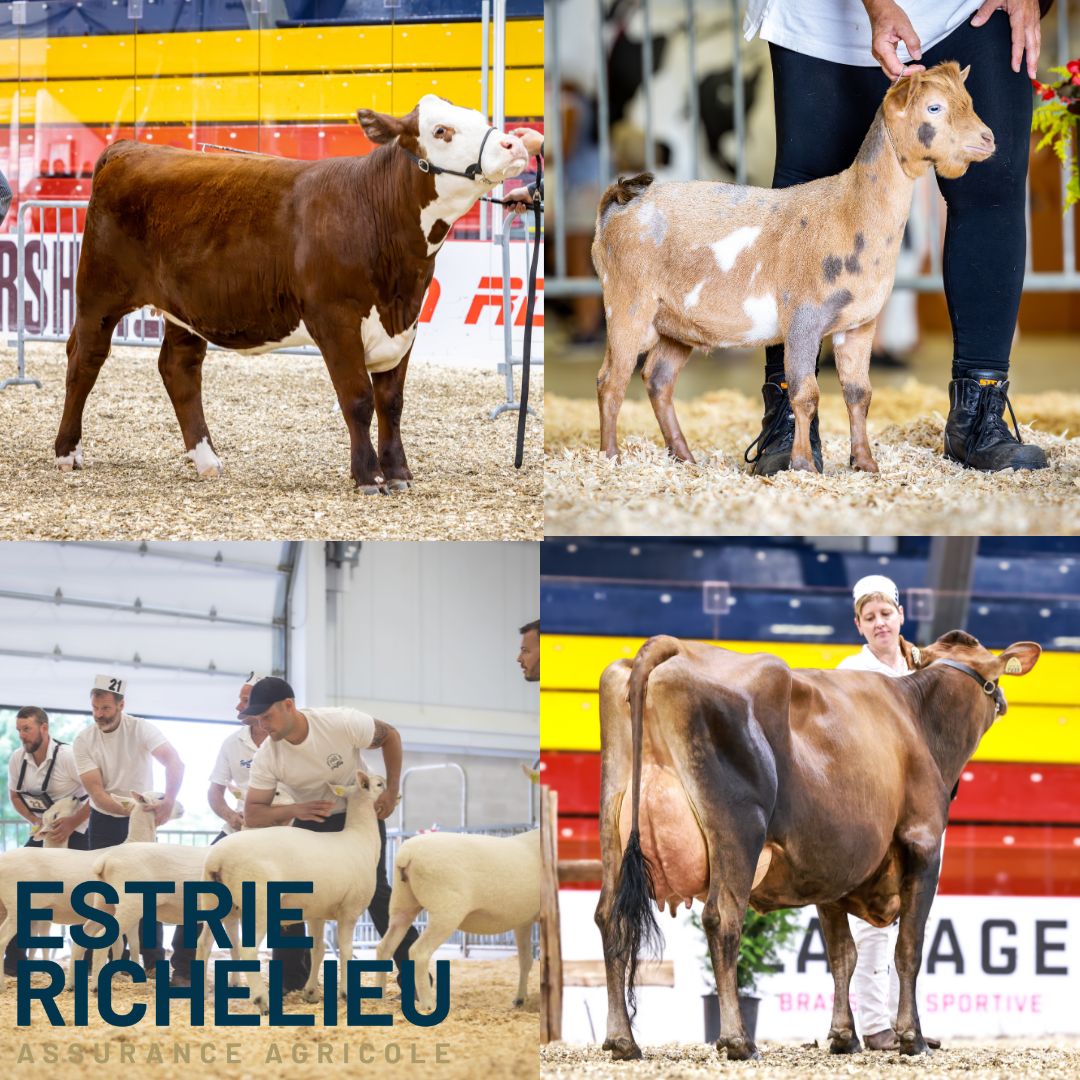 jugements d’animaux – présentés par Estrie Richelieu