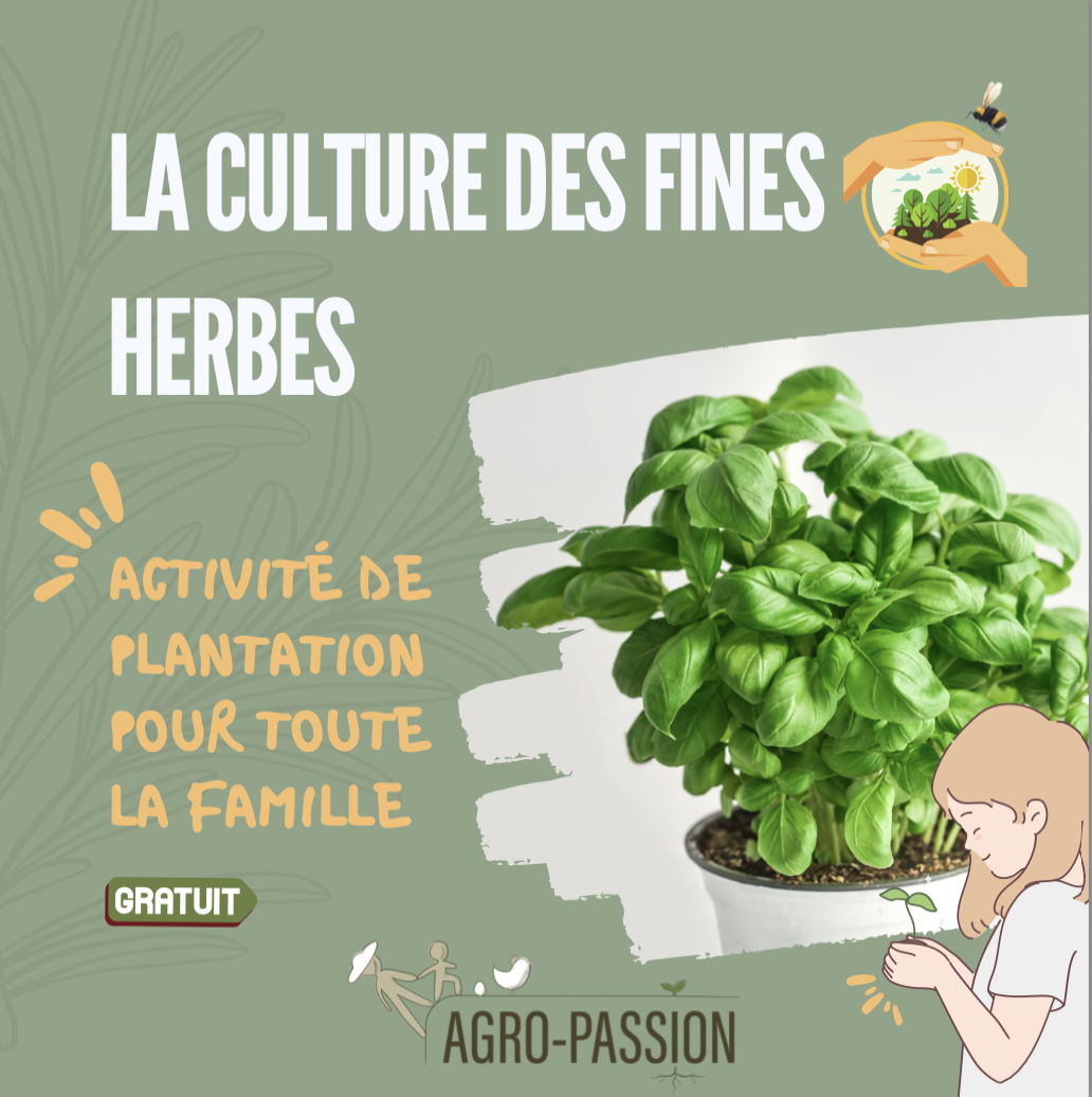 La culture des fines herbes à la maison