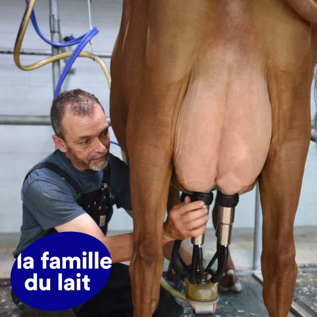 traite des vaches