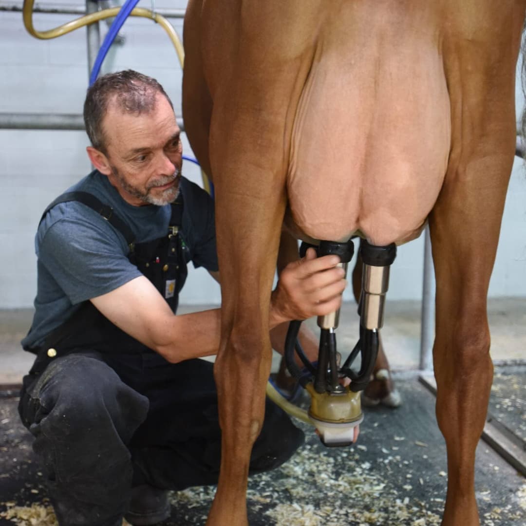 traite des vaches