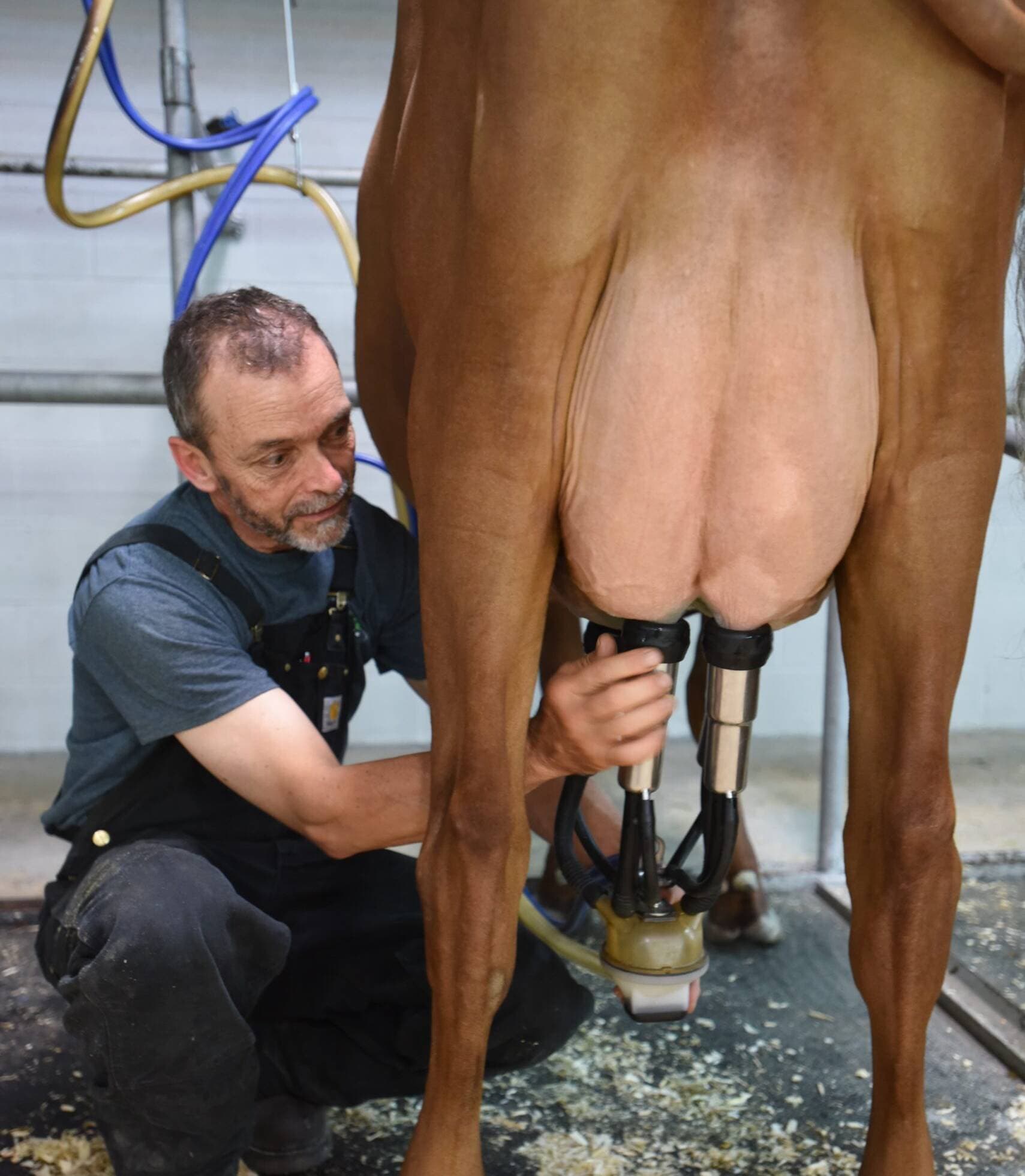 traite des vaches